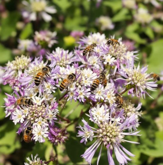 včely na bylinkách min